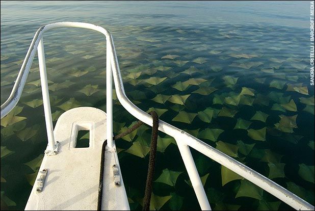 Thousands of Rays!